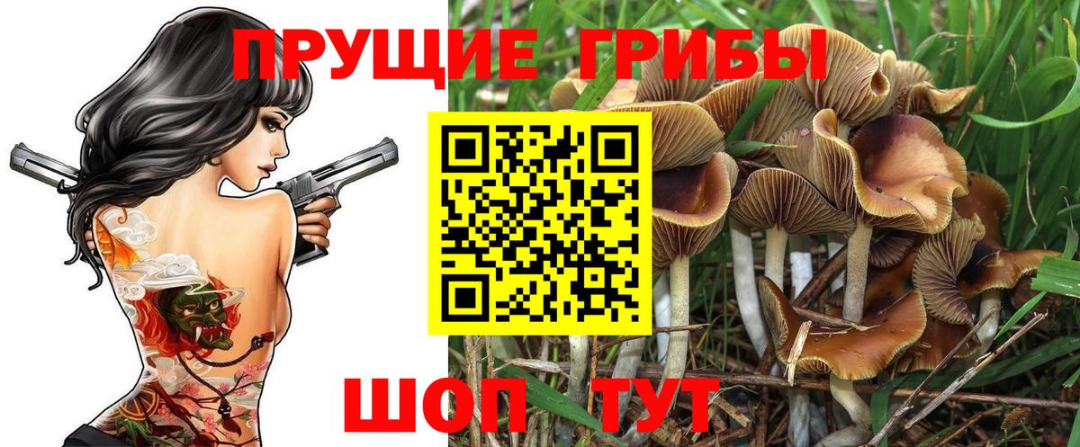 Торжок  Галлюциногенные грибы Psilocybe  Вход с VPN 
